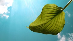 leaves sky clouds looking up