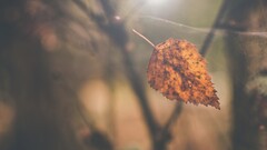 leaves spider webs nature fall