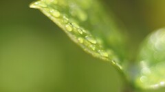 leaves water drops macro Plants