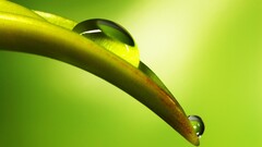 leaves water drops Plants gradient macro
