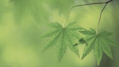 leaves water drops Plants Green