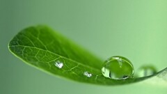 leaves water drops Plants macro gradient