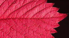 leaves water drops Plants