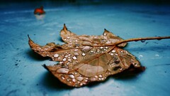 leaves water drops Plants