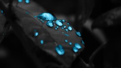 leaves water nature blue cyan