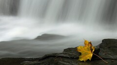 leaves waterfall wet fallen leaves