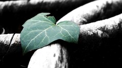 leaves Wood Plants