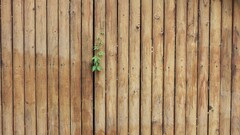 leaves wooden surface spring Wood Plants