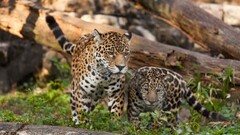 leopard (animal) leopard Animals