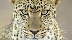 leopard Animals closeup leopard (animal)