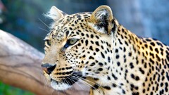 leopard big cats Animals yellow eyes