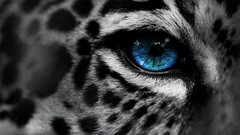leopard snow leopards leopard (animal) selective coloring blue
