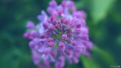 lilac nature Plants