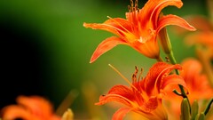 Lilies Flowers orange flowers