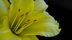 Lilies Flowers yellow flowers macro