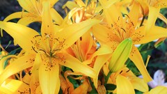 Lilies Flowers yellow flowers Plants