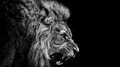 lion Animals Africa black artwork photography big cats
