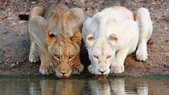 lion Animals big cats