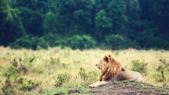 lion Animals big cats