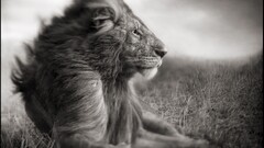 lion Animals sepia