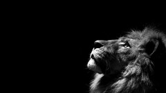 lion Animals Simple Background monochrome