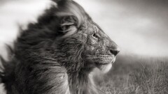 lion Animals wildlife monochrome