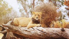 lion Animals Wood log