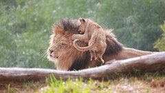 lion baby animals Animals
