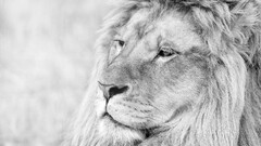 lion monochrome Animals