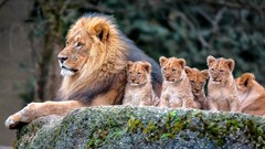 lion nature Animals baby animals