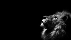 lion Simple Background Minimalism monochrome Animals