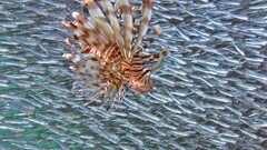lionfish fish national geographic Animals