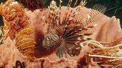 lionfish fish underwater Animals