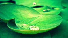 lotus flowers water drops leaves Green