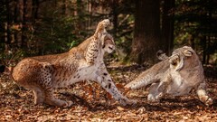 lynx Animals big cats Fighting wildlife nature