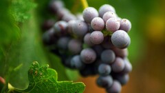 macro Berries grapes food fruit leaves depth of field Plants