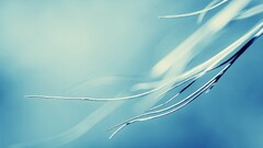 macro blue background gradient Plants