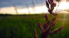 macro blurred Flowers nature