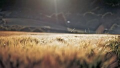 macro blurred grass nature field crops depth of field sunlight