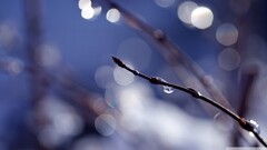 macro bokeh dew twigs branch water drops Plants