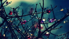 macro branch Plants nature