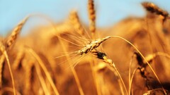 macro closeup wheat barley crops Plants