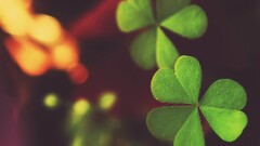 macro Clovers heart shaped biology