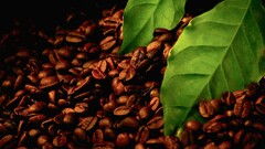 macro Coffee Beans leaves