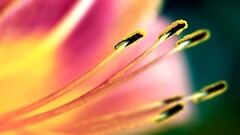 macro colorful Flowers