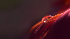 macro dew Flowers petals water drops Minimalism Plants