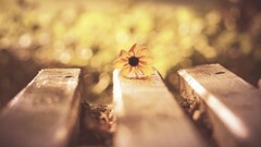 macro Flowers bokeh nature yellow flowers Plants Wood