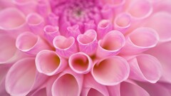 macro Flowers dahlias Plants