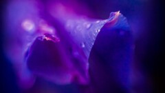 macro Flowers dew petals purple flowers Plants