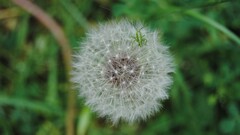 macro Flowers insect Animals Plants